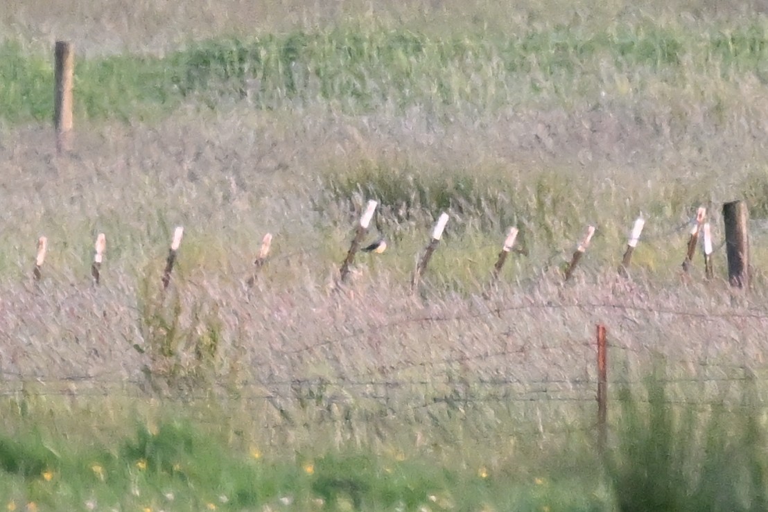 Western Kingbird - ML637187758