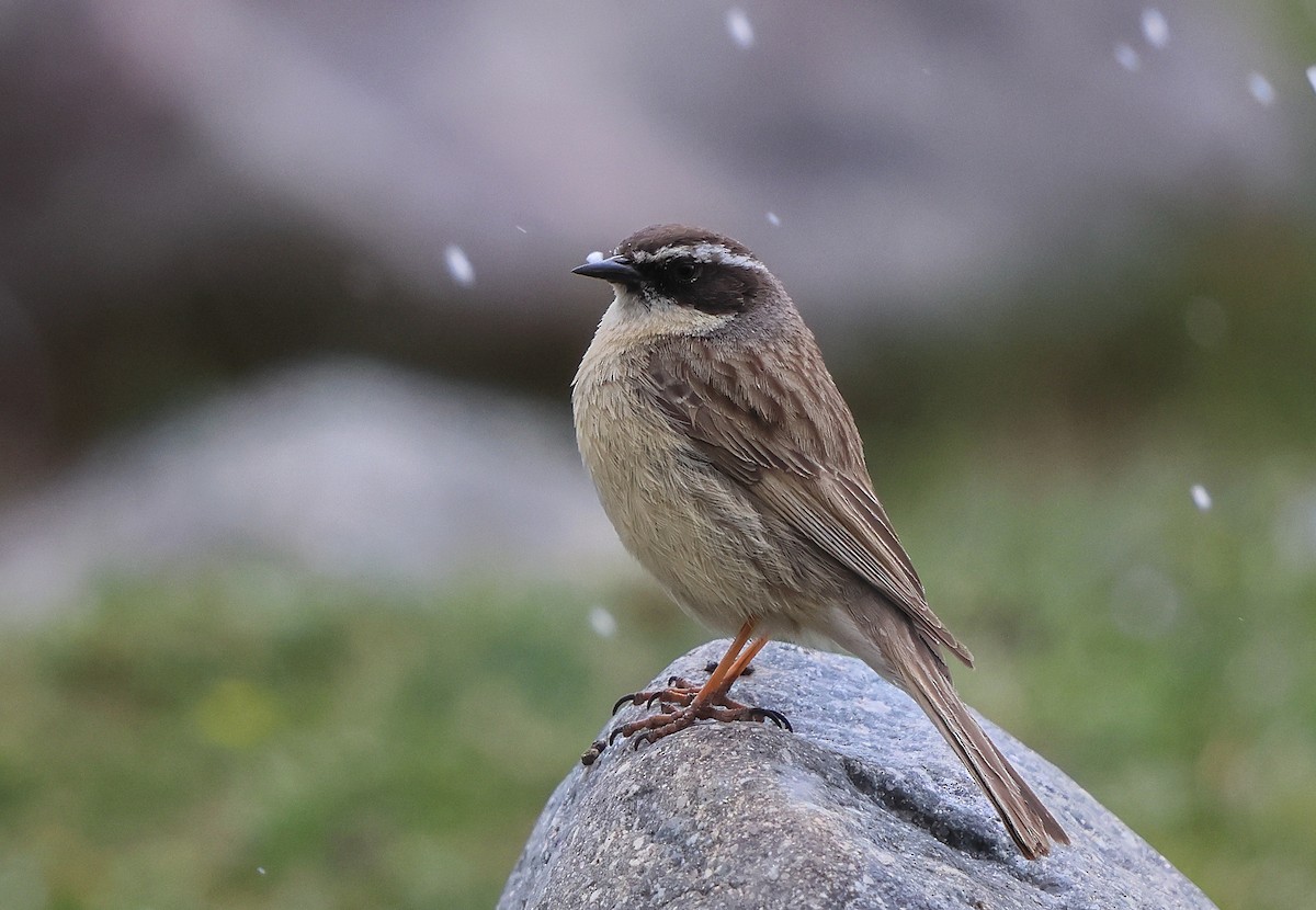 Brown Accentor - ML637187760