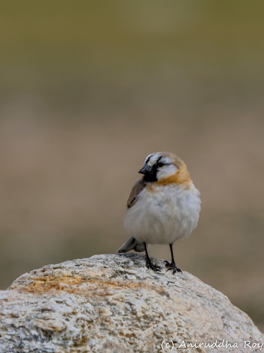 Blanford's Snowfinch - ML637187804