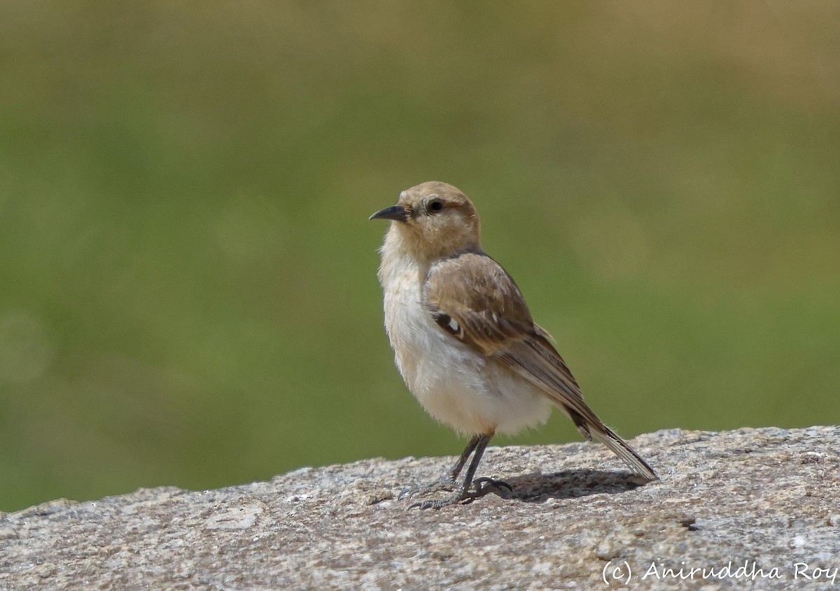 Ground Tit - ML637187820