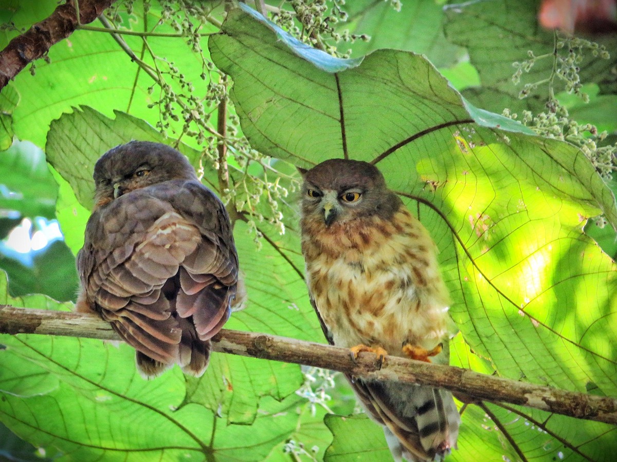 Brown Boobook - ML637187846