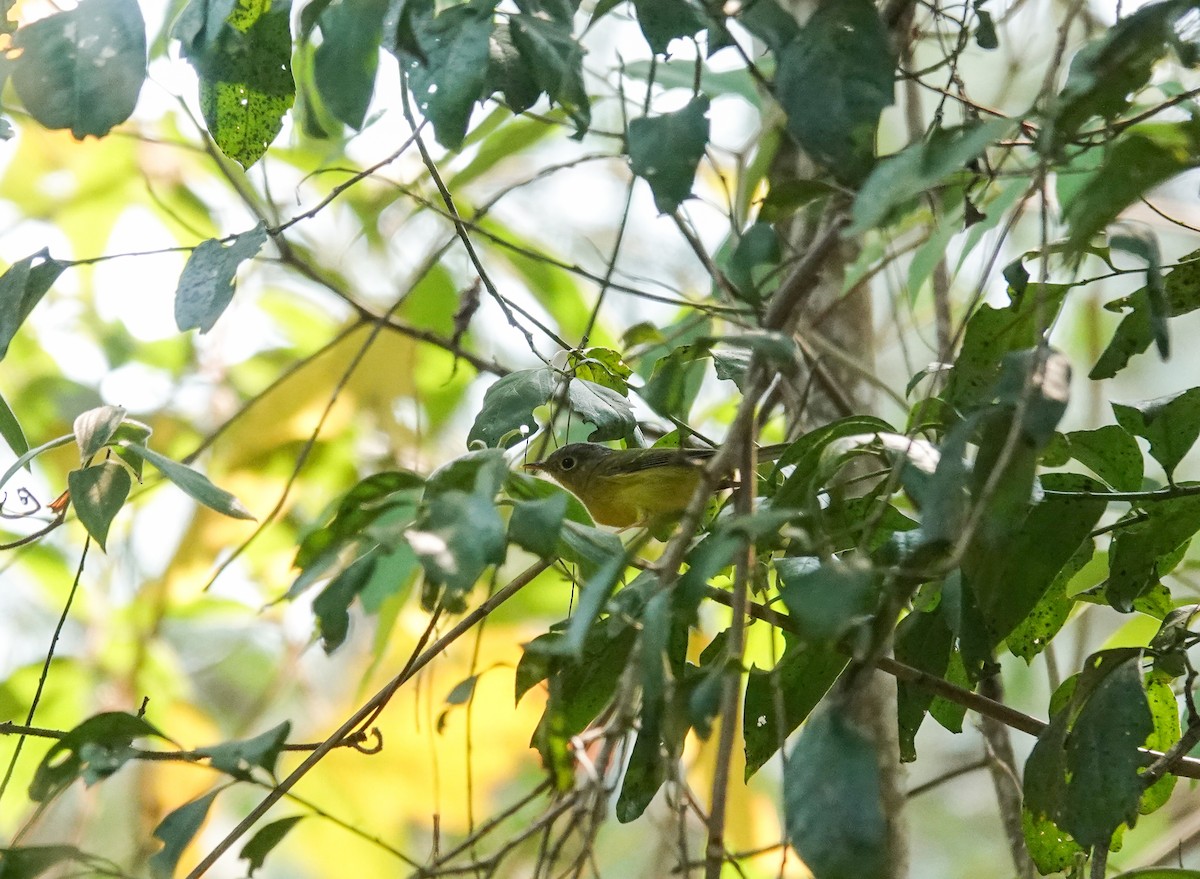 Martens's Warbler - ML637187896