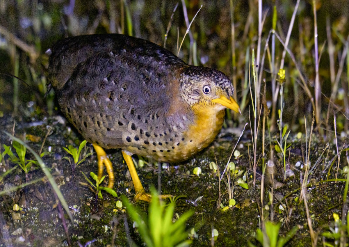 Yellow-legged Buttonquail - ML637187922