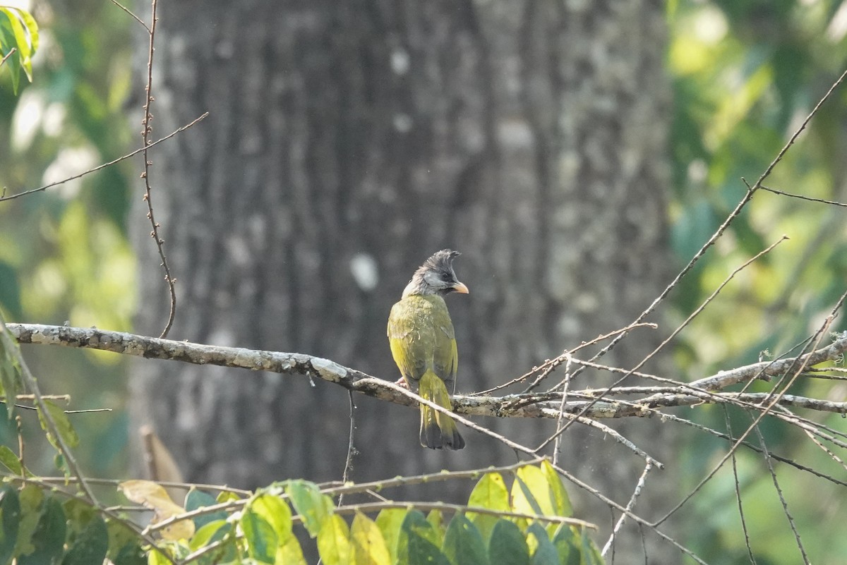 Crested Finchbill - ML637187923
