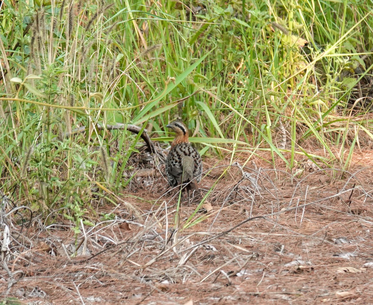 Mountain Bamboo-Partridge - ML637187937