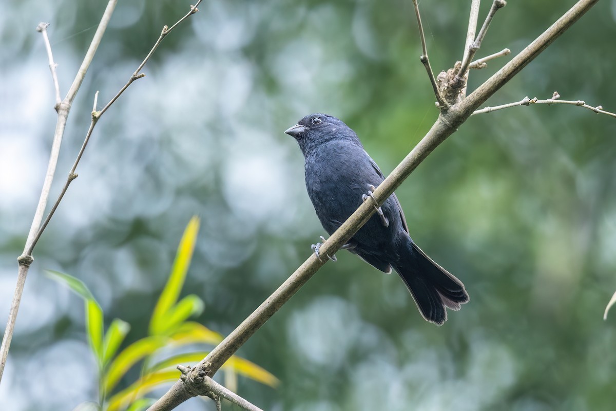 Ecuadorian Seedeater - ML637187957