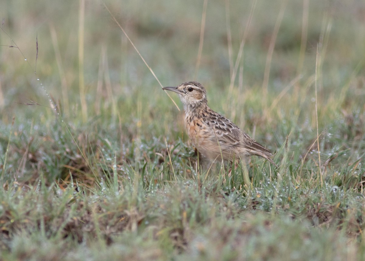 Beesley's Lark - ML637187961