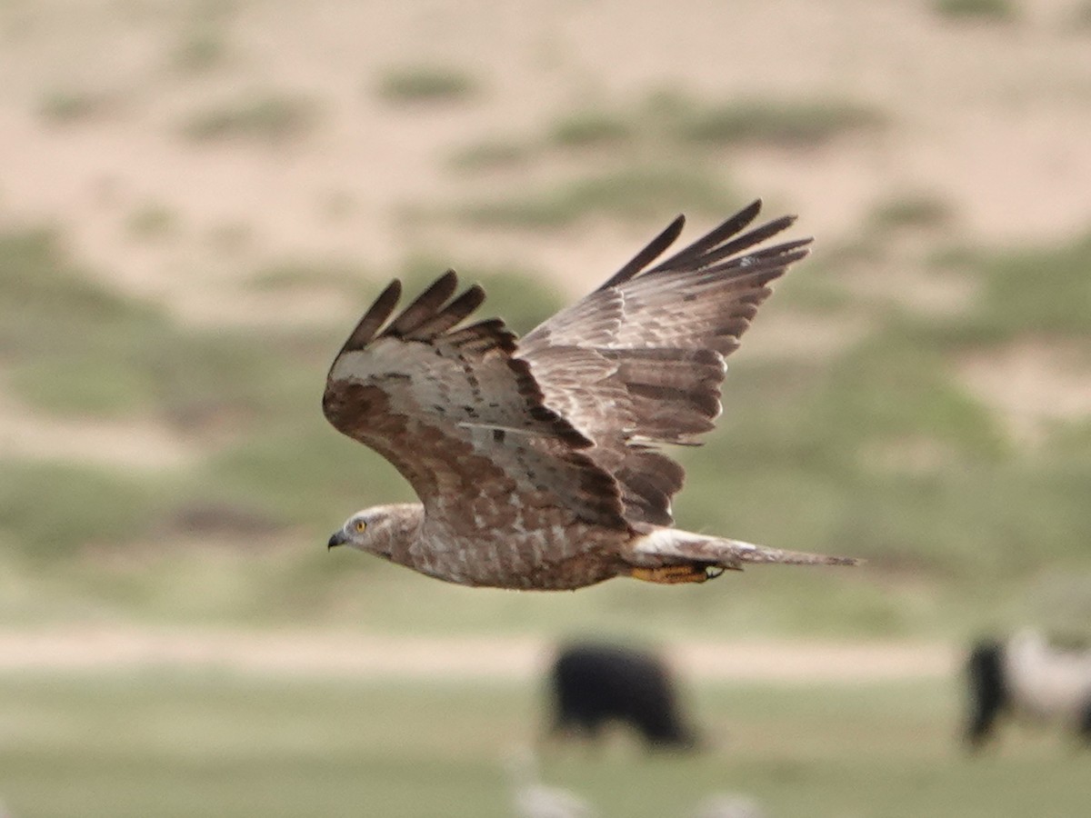 Oriental Honey-buzzard - ML637187980