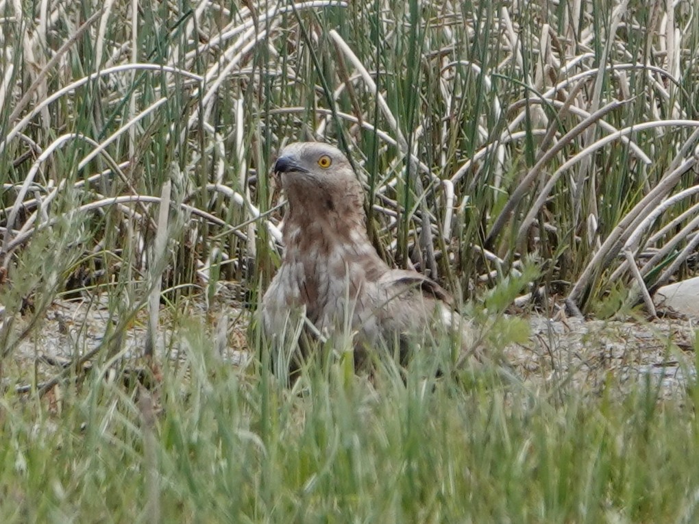Oriental Honey-buzzard - ML637187981