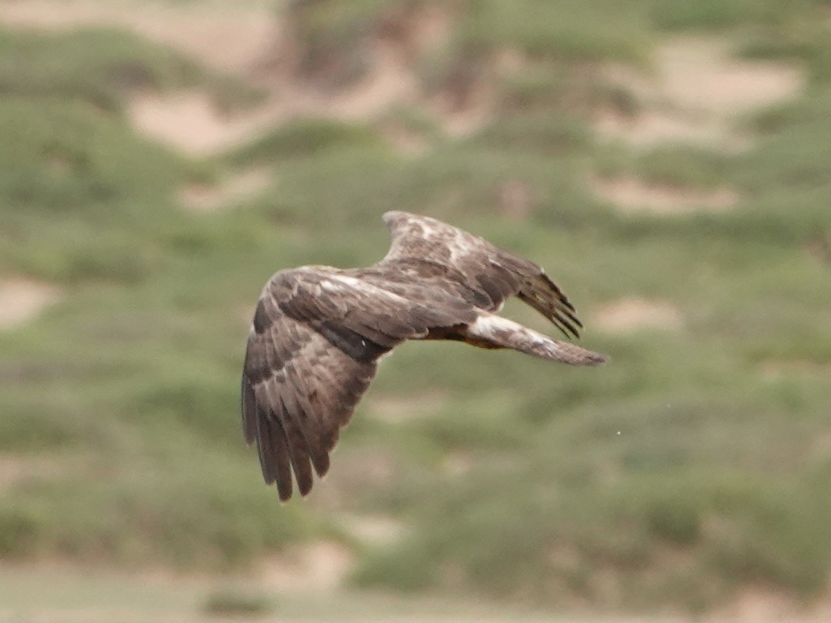 Oriental Honey-buzzard - ML637187982