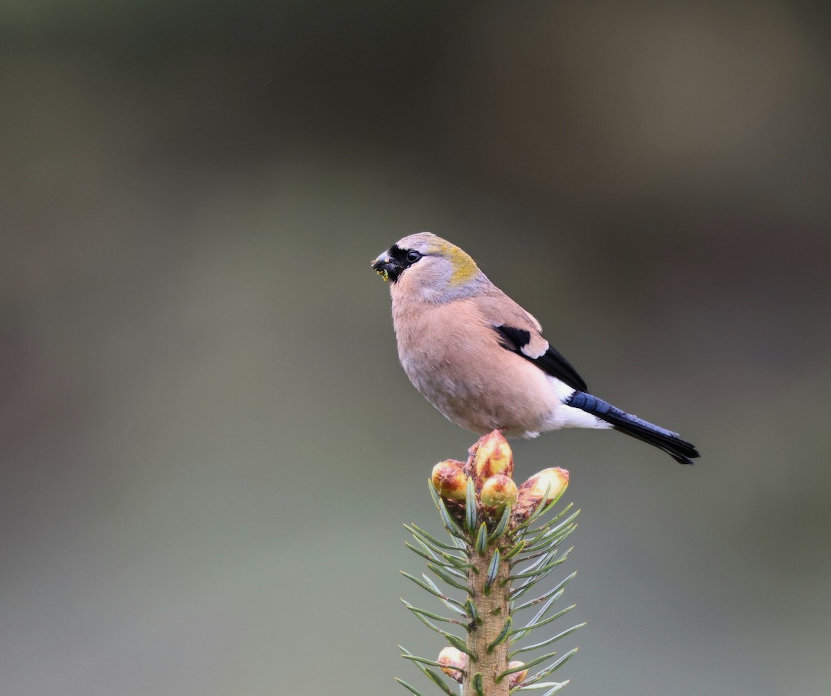 Red-headed Bullfinch - ML637188017
