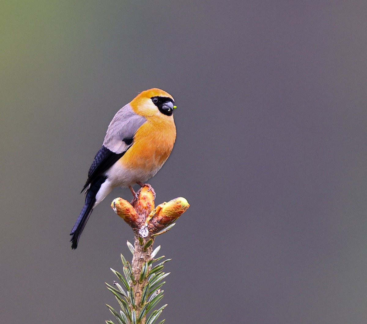 Red-headed Bullfinch - ML637188018