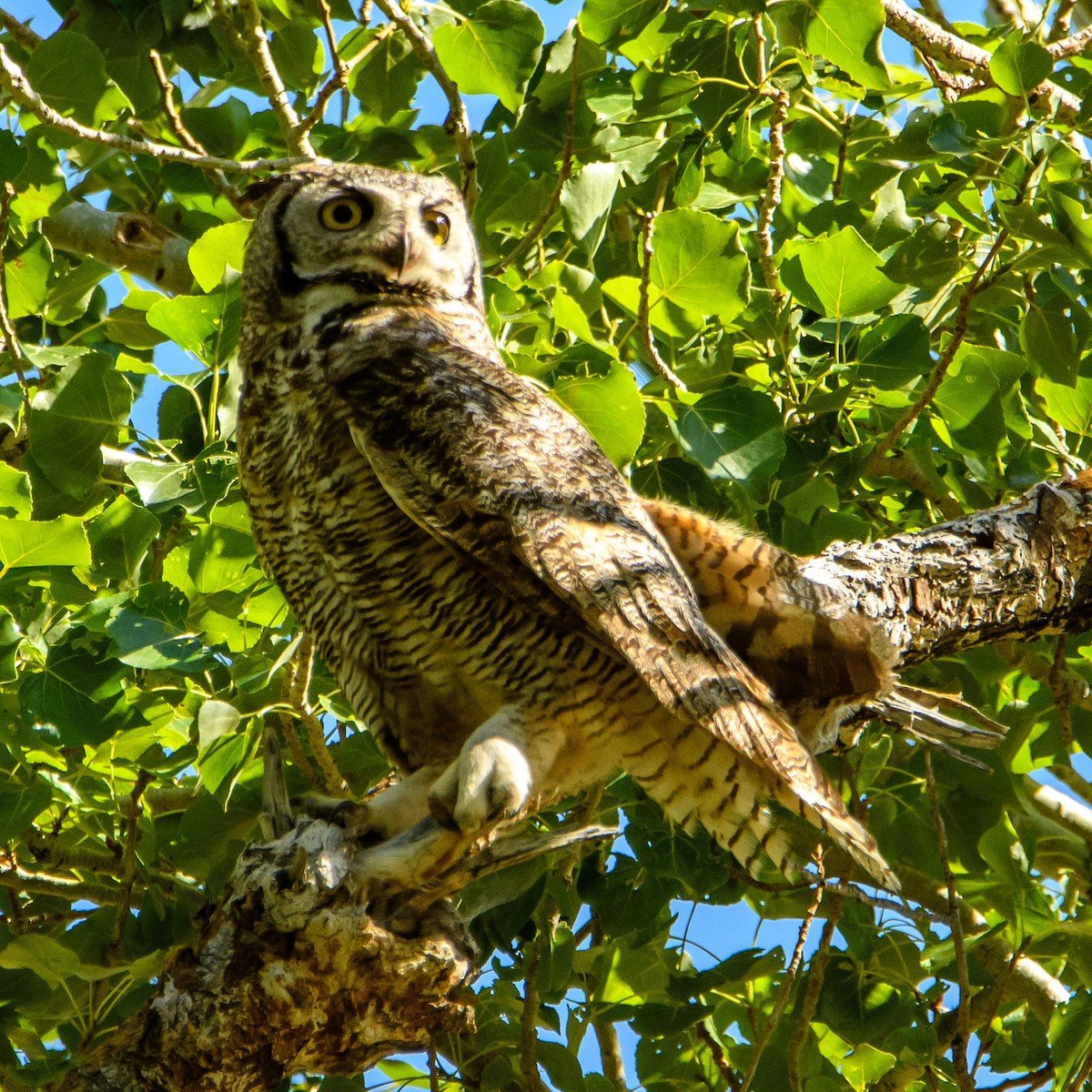 Great Horned Owl - ML637188028