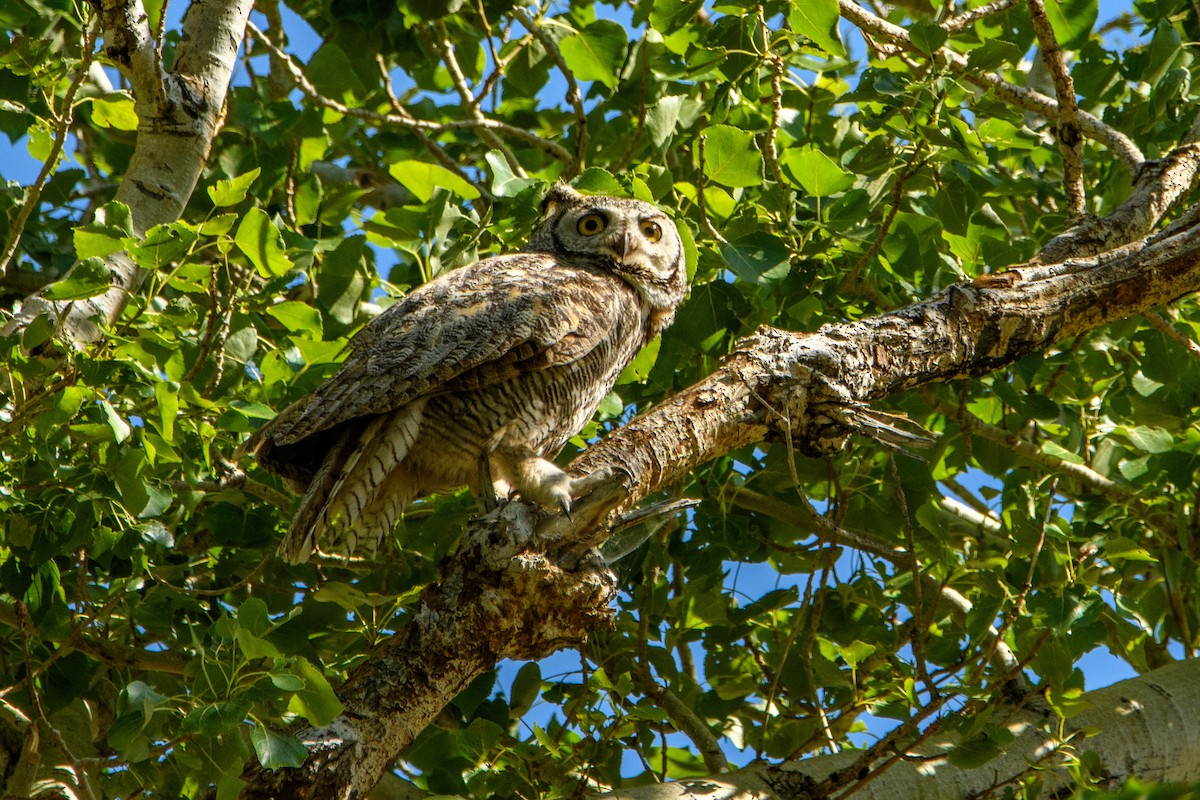 Great Horned Owl - ML637188029