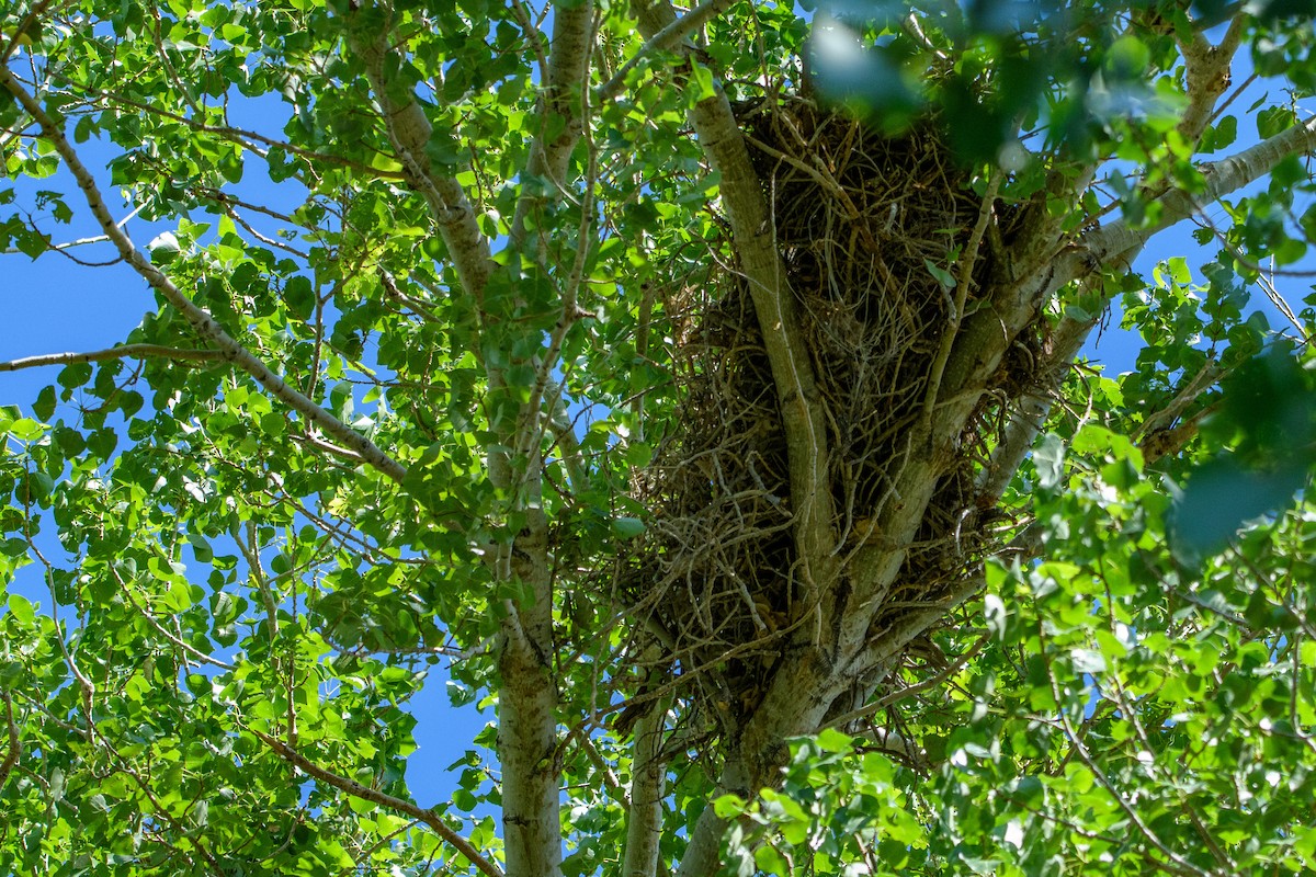 Great Horned Owl - ML637188030