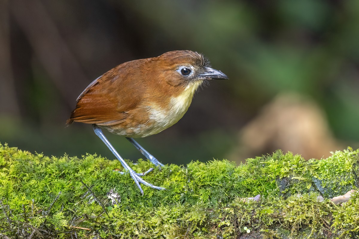 Yellow-breasted Antpitta - ML637188051