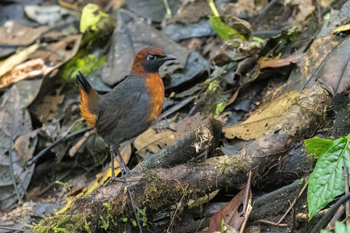 Rufous-breasted Antthrush - ML637188055
