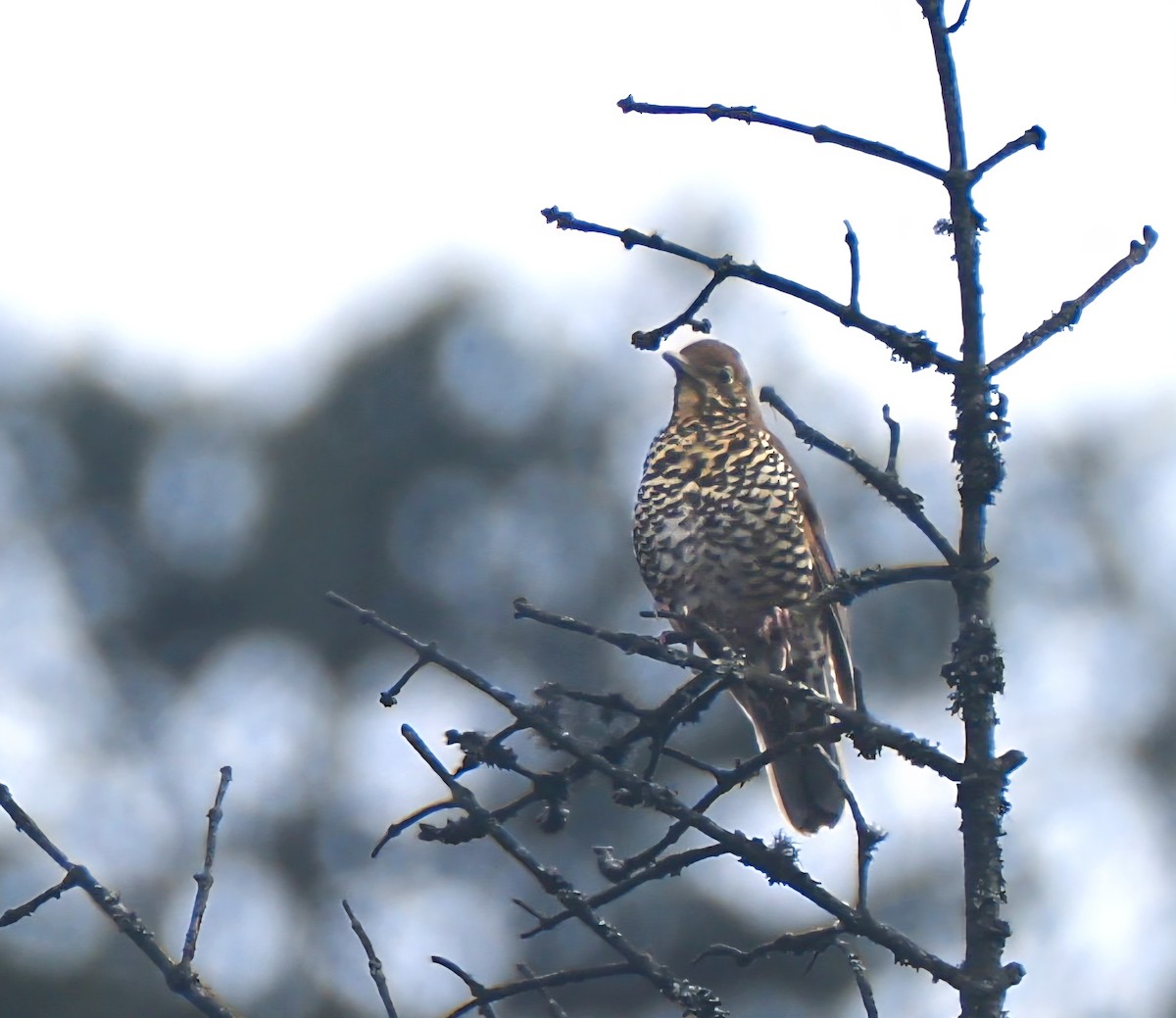 Himalayan Thrush - ML637188120