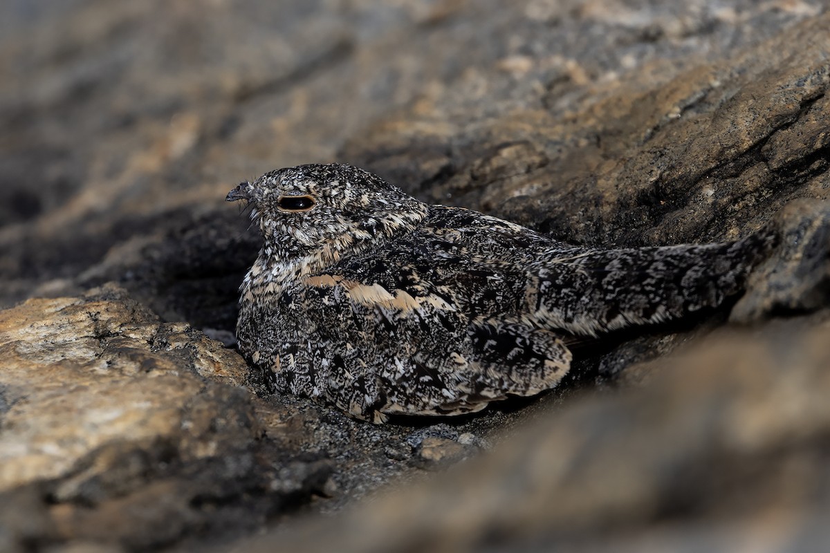 Pygmy Nightjar - ML637188122