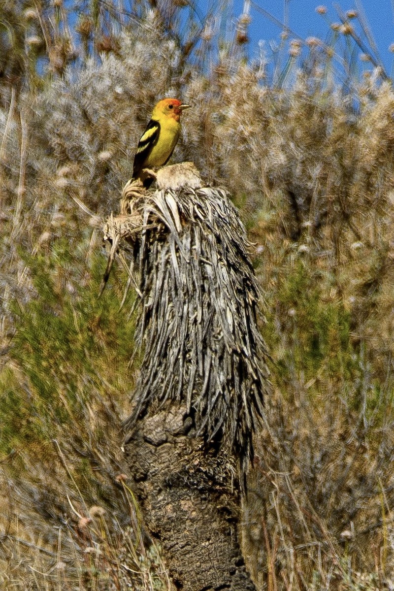 Western Tanager - ML637188123