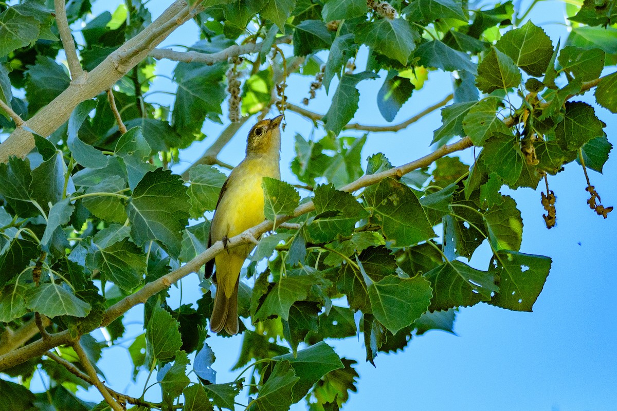 Western Tanager - ML637188124