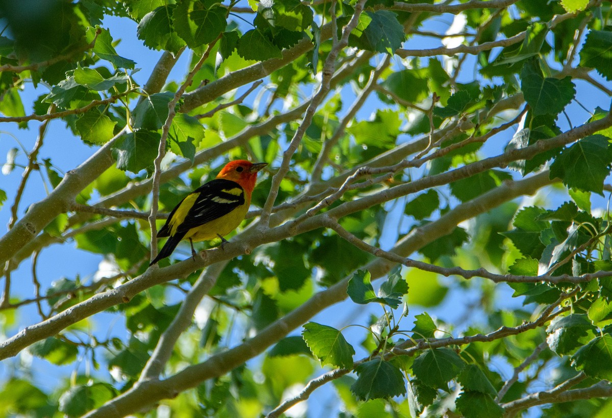 Western Tanager - ML637188125