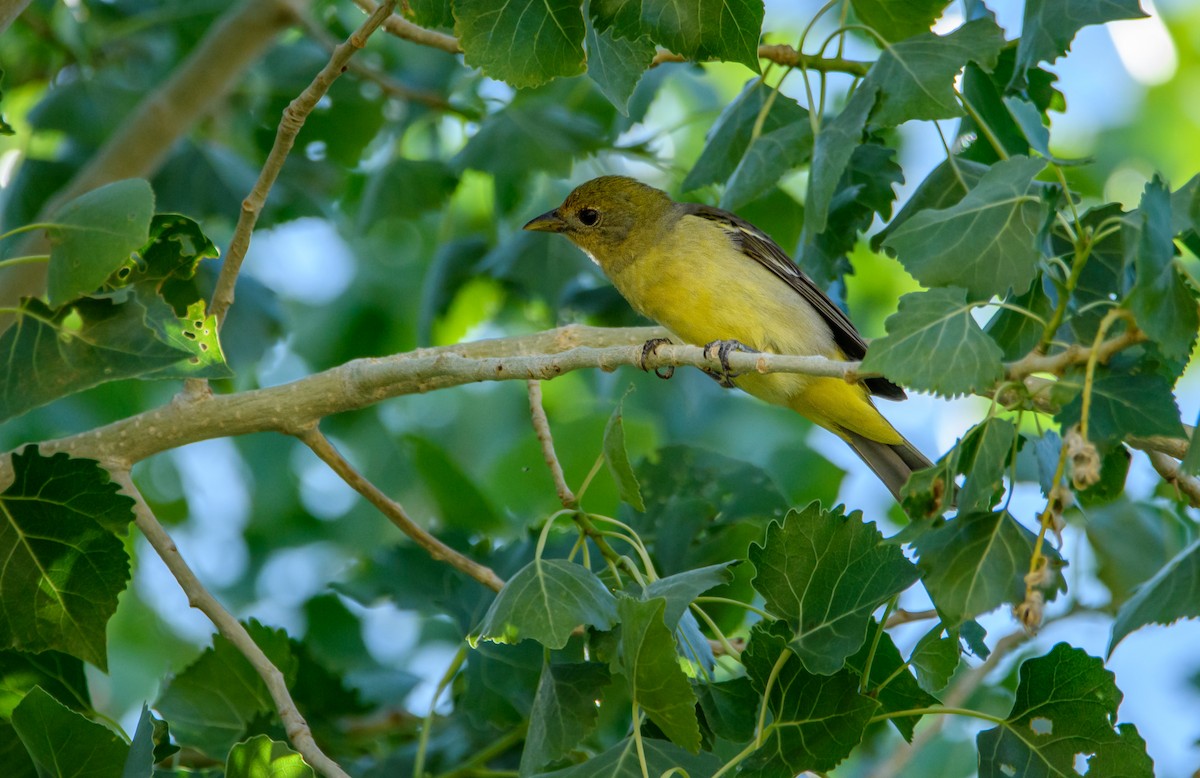 Western Tanager - ML637188126