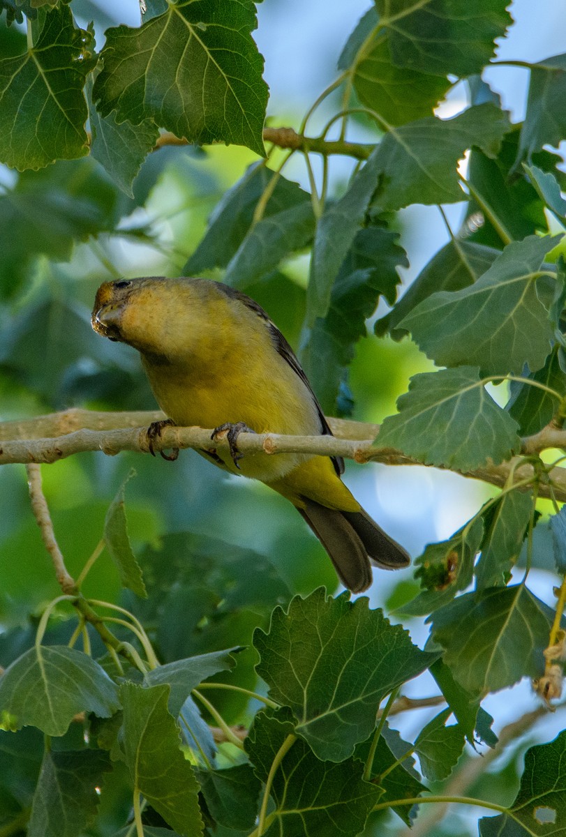 Western Tanager - ML637188127