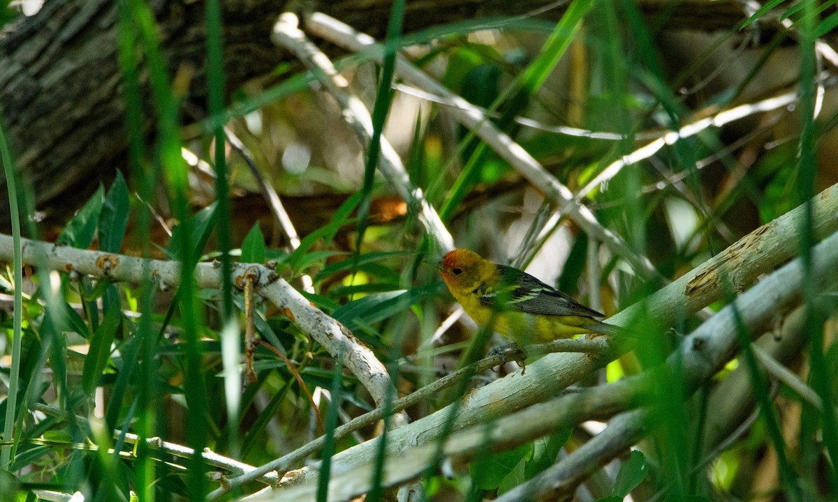 Western Tanager - ML637188128