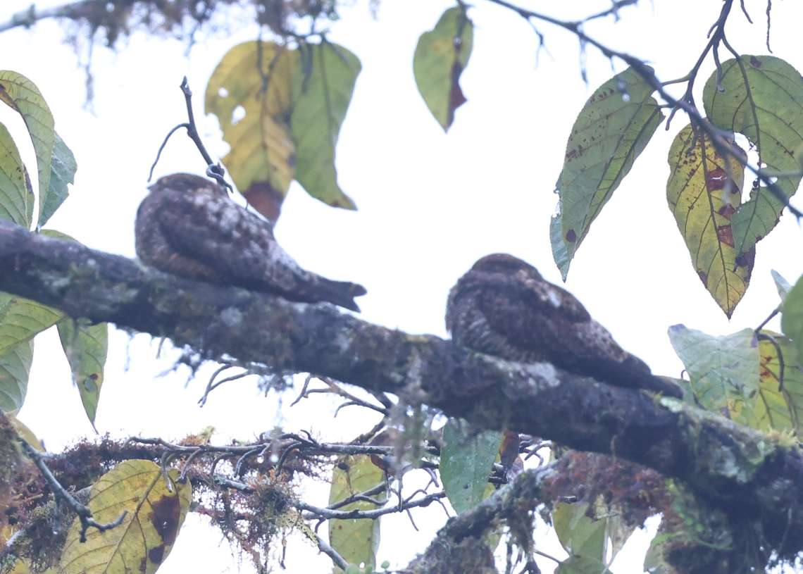 Short-tailed Nighthawk - ML637188133
