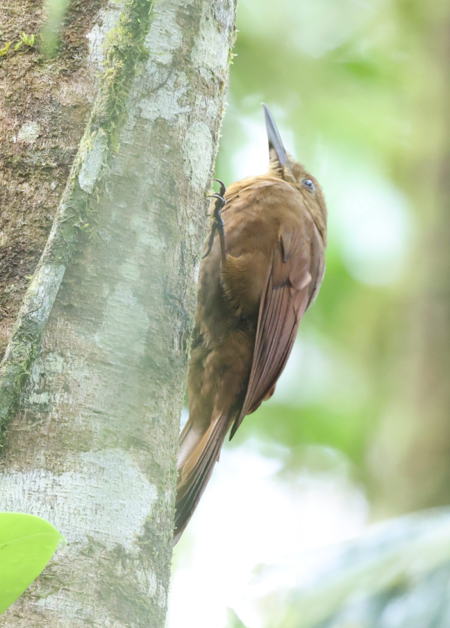 Tyrannine Woodcreeper - ML637188138
