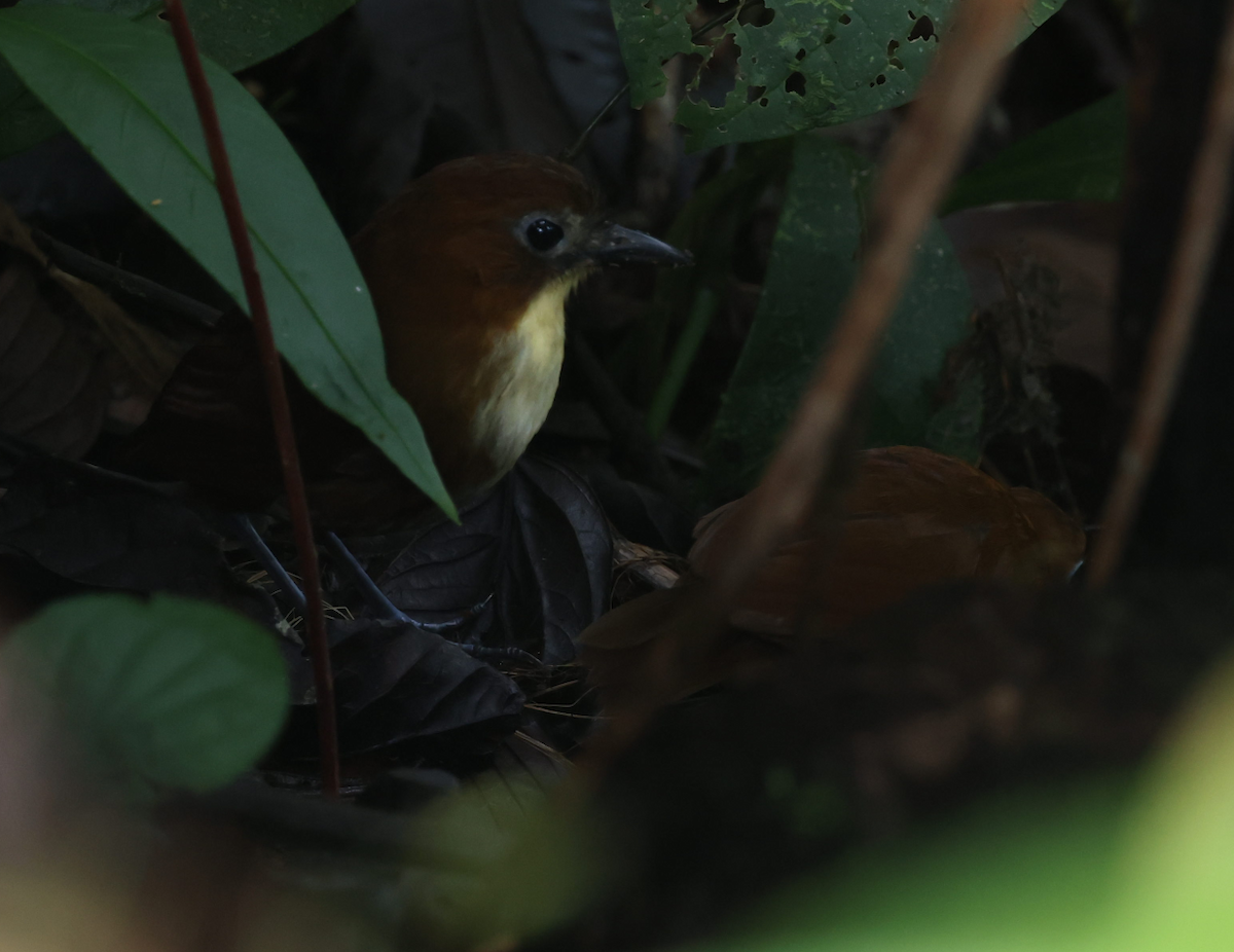 Yellow-breasted Antpitta - ML637188140