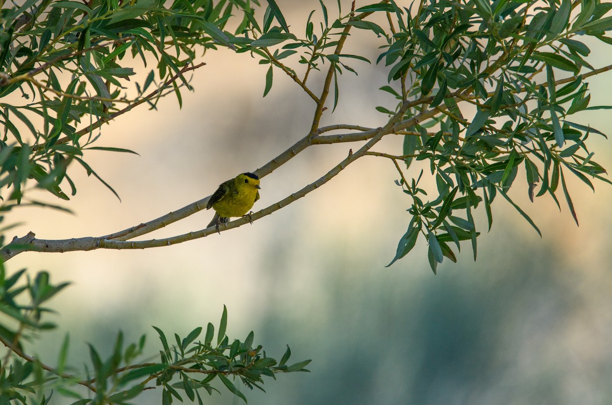 Wilson's Warbler - ML637188149