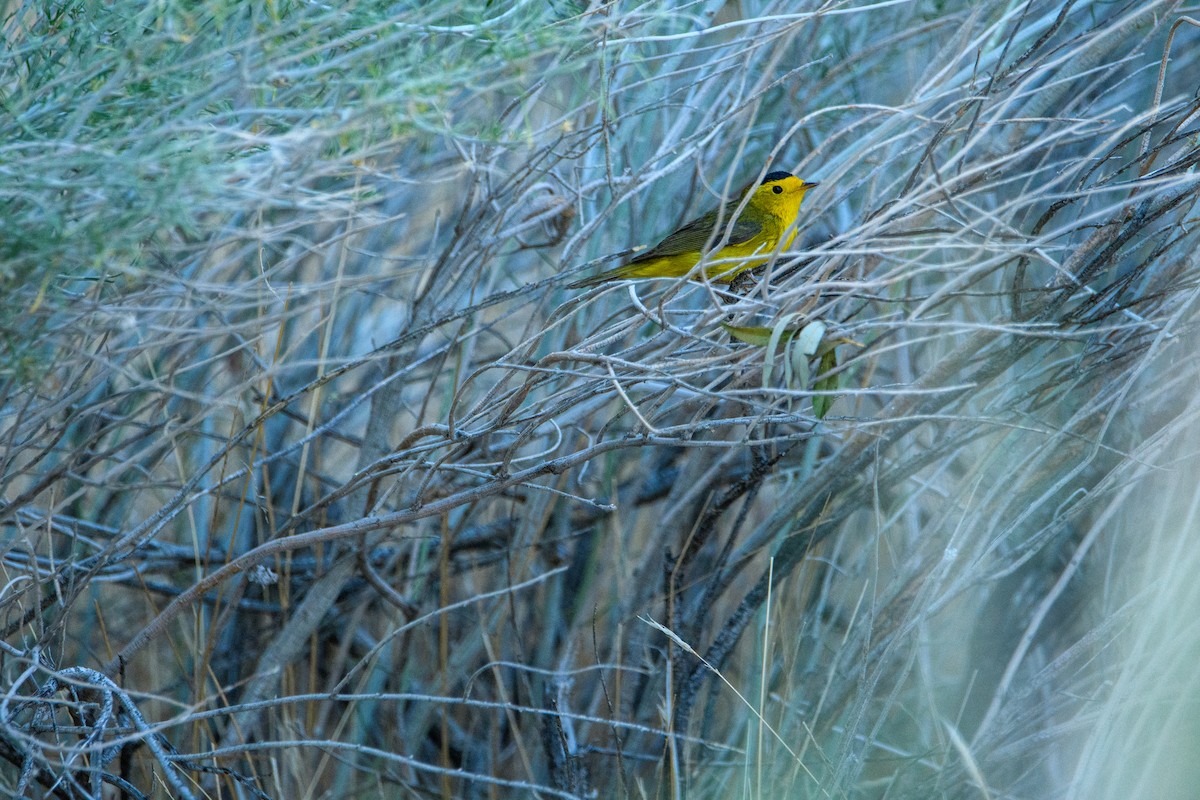 Wilson's Warbler - ML637188150