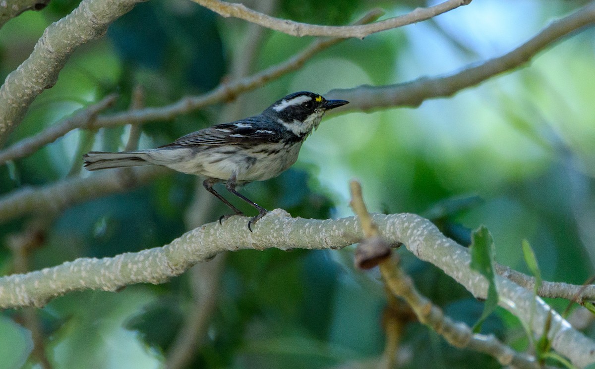 Black-throated Gray Warbler - ML637188152