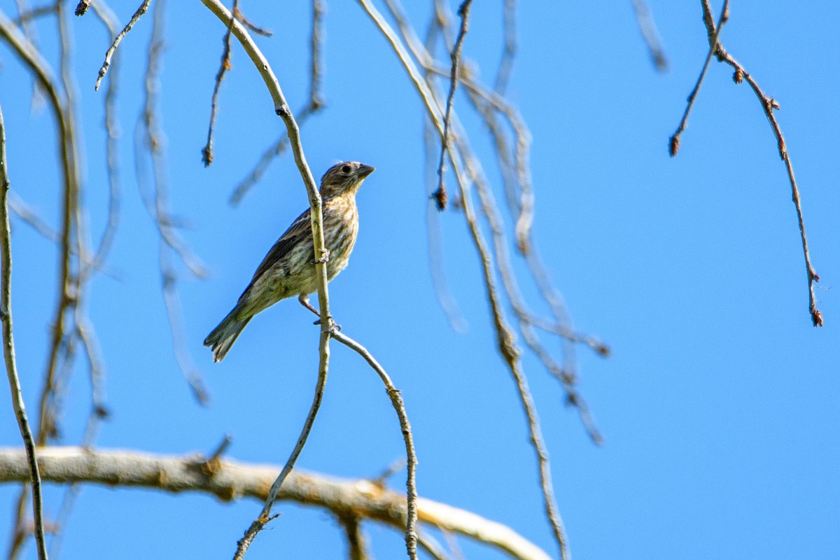 House Finch - ML637188159