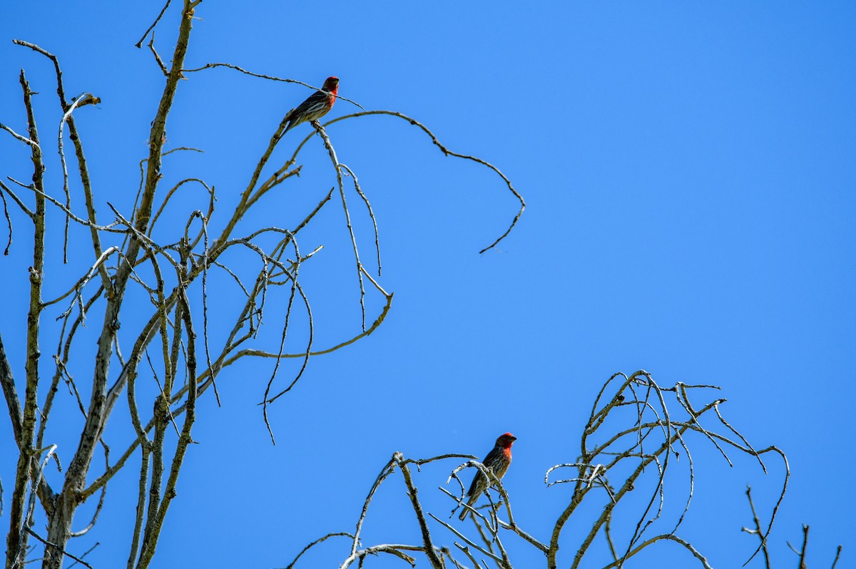 House Finch - ML637188160