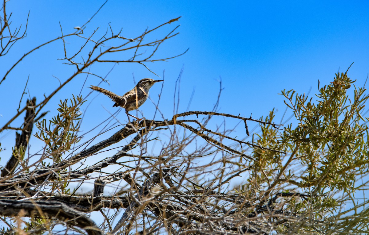 Bewick's Wren - ML637188170