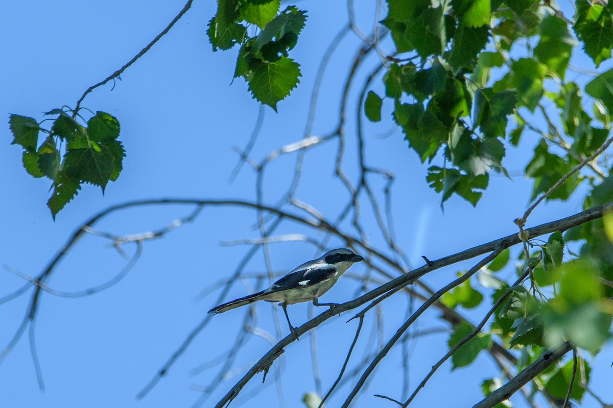 Loggerhead Shrike - ML637188175