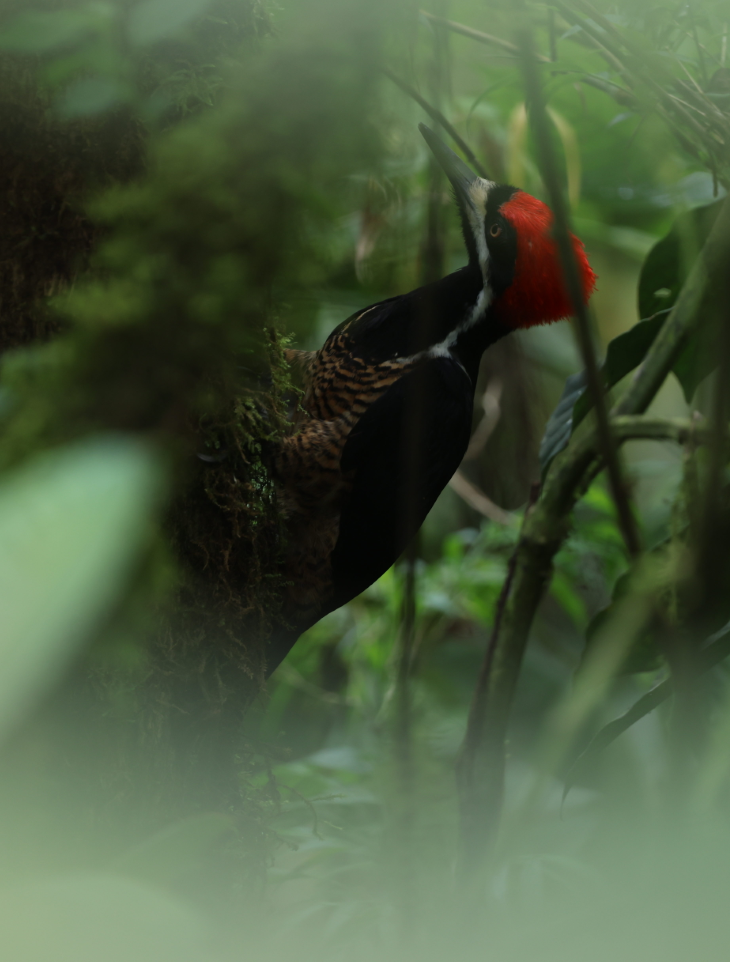 Powerful Woodpecker - ML637188181