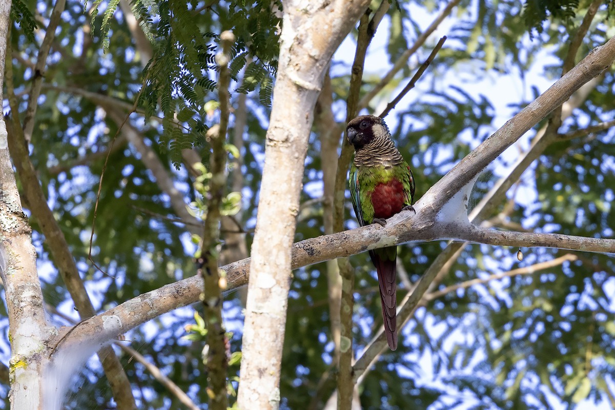 Gray-breasted Parakeet - ML637188247