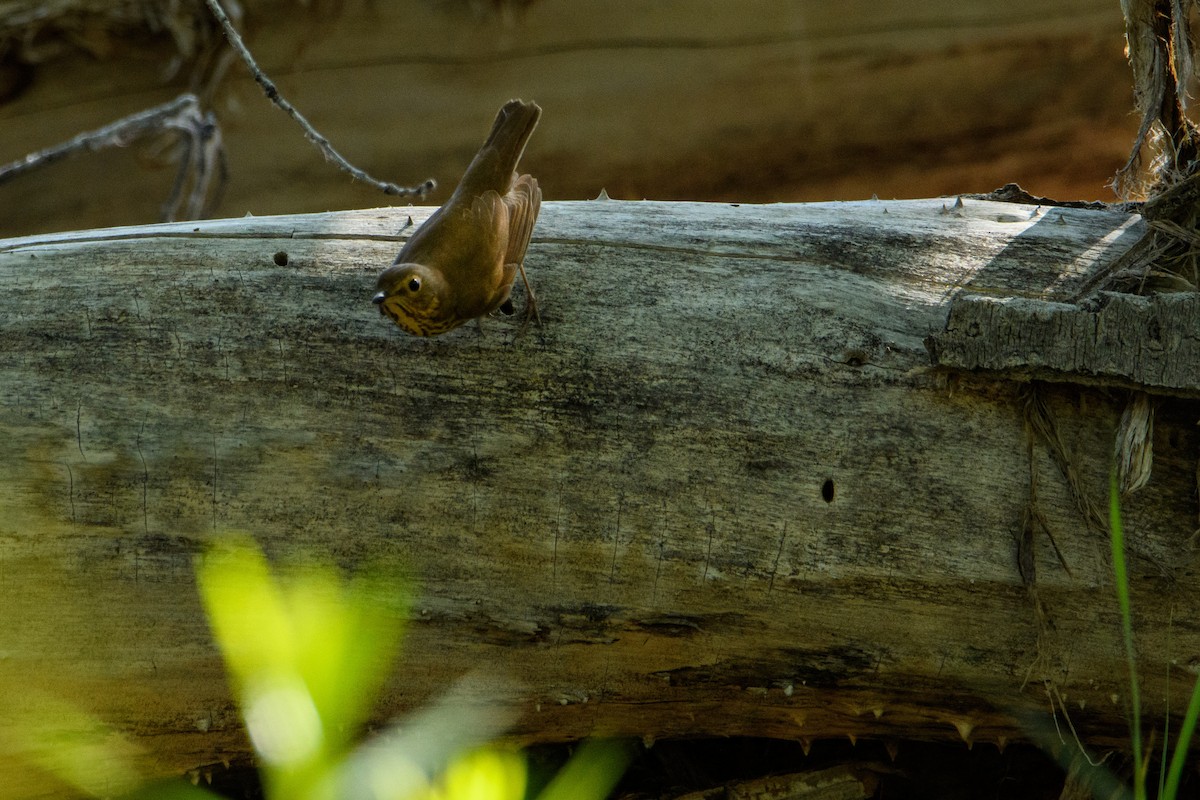 Swainson's Thrush - ML637188322