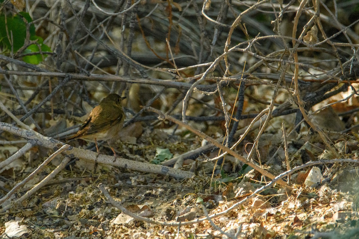 Swainson's Thrush - ML637188323