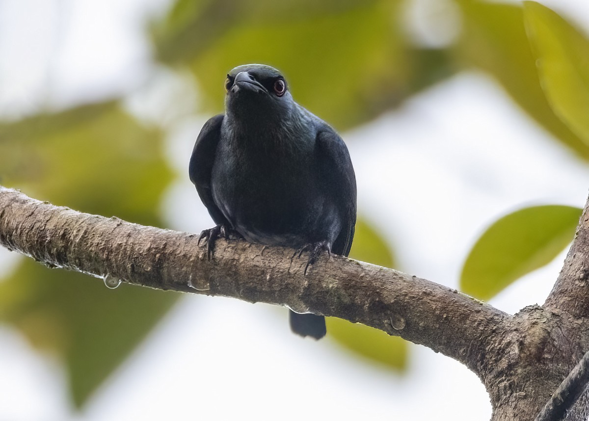 Short-tailed Starling - ML637188358