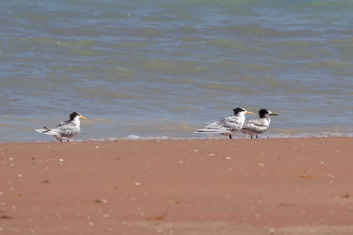 Great Crested Tern - ML637188402
