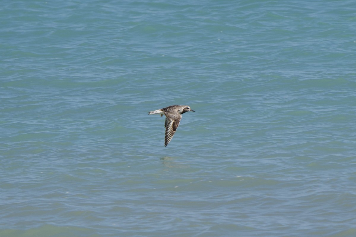 Black-bellied Plover - ML637188405
