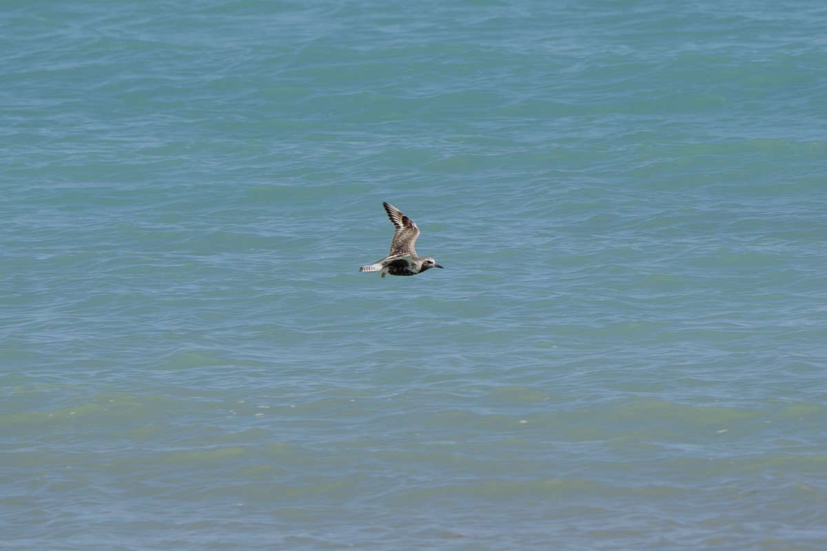 Black-bellied Plover - ML637188407