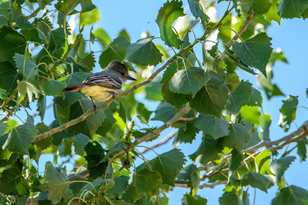 Western Wood-Pewee - ML637188476