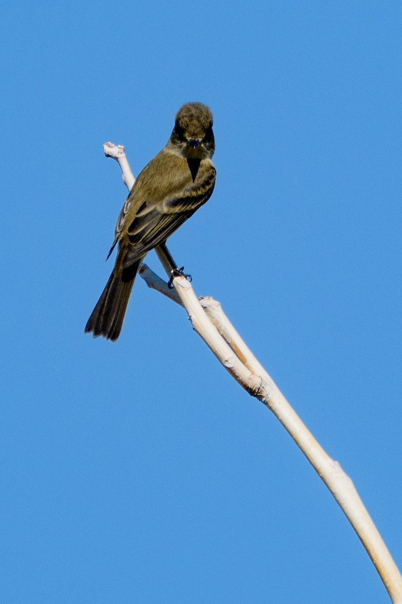 Willow Flycatcher - ML637188478