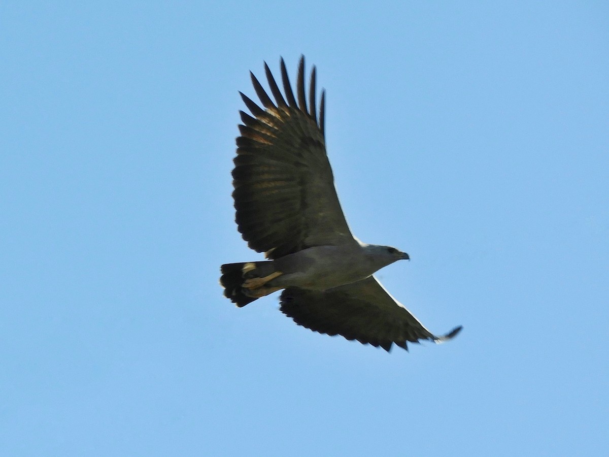 Chaco Eagle - ML637188484
